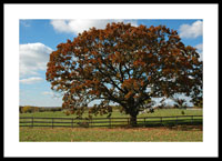 Landon's Oak
